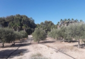 Casa de camp amb terreny en venda a la España, Agost, ref.: TR141730 foto
