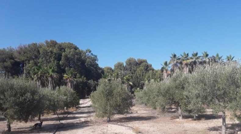 Alicante - Agost - 90000m2