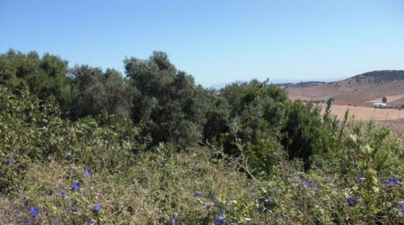 Cádiz - Vejer de la Frontera - 12489m2