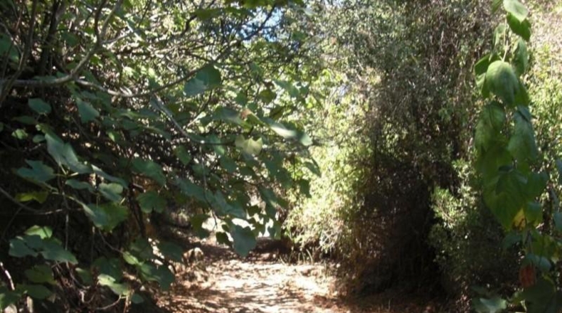 Cádiz - Vejer de la Frontera - 12489m2