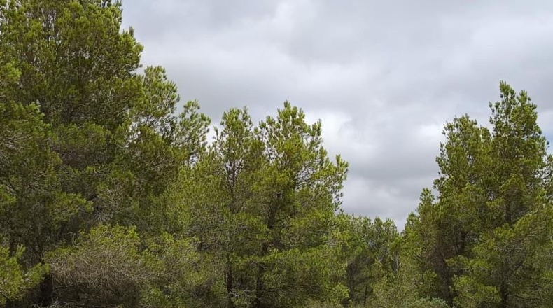 Tarragona - l'Ametlla de Mar - 2500m2