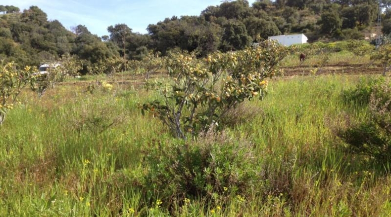 Málaga - Estepona - 17000m2