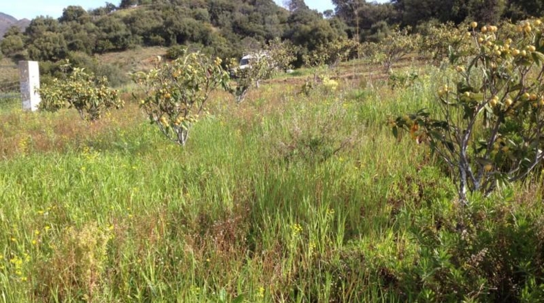 Málaga - Estepona - 17000m2