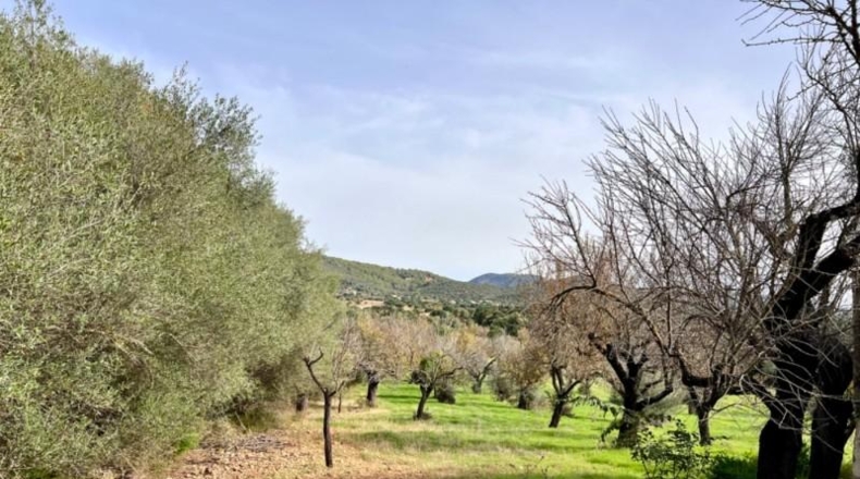 Islas Baleares - Campanet - 17458m2