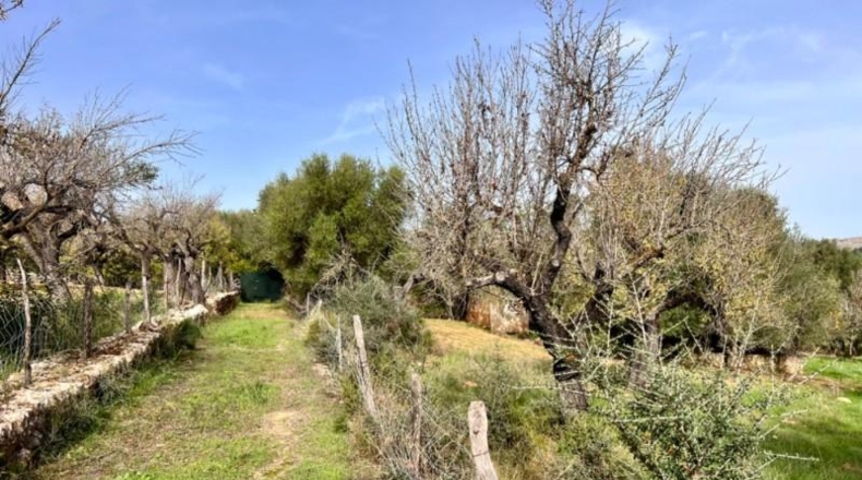 Islas Baleares - Campanet - 17458m2