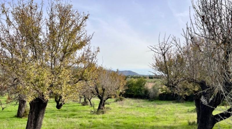 Islas Baleares - Campanet - 17458m2