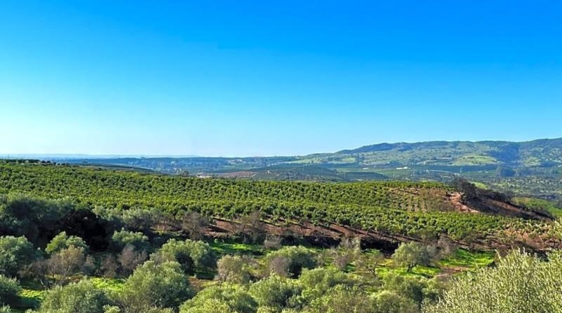 Sevilla - Cantillana - 59563m2