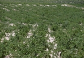 Terreno no urbanizable en venta en la España, Jumilla, ref: TR333973 foto