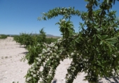Terreno no urbanizable en venta en la España, Jumilla, ref: TR333973 foto