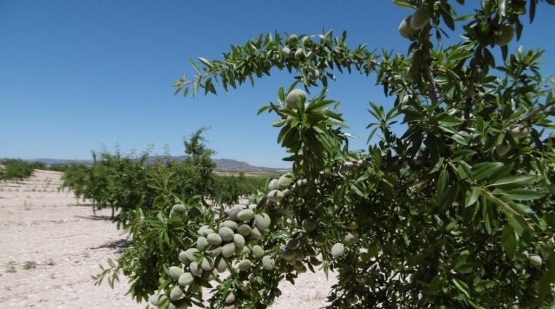 Murcia - Jumilla - 485000m2