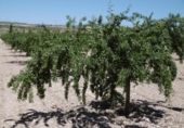 Terreno no urbanizable en venta en la España, Jumilla, ref: TR333973 foto