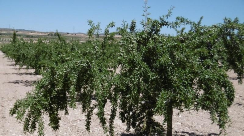 Murcia - Jumilla - 485000m2