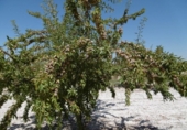 Terreno no urbanizable en venta en la España, Jumilla, ref: TR333973 foto
