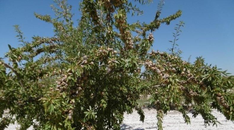 Murcia - Jumilla - 485000m2