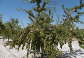Terreno no urbanizable en venta en la España, Jumilla, ref: TR333973 foto