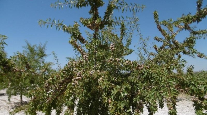 Murcia - Jumilla - 485000m2