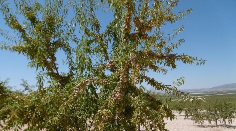 Murcia - Jumilla - 485000m2