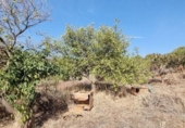 Xalet independent amb terreny en venda a la España, Estepona, ref.: TR333757 foto