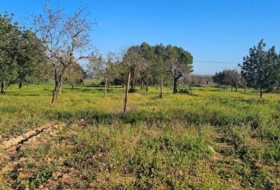 Santa Eugènia 56973&nbsp;m² 