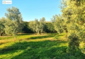Detached villa with land for sale on España, Chucena, ref: TR154202 photo