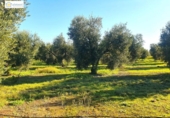 Detached villa with land for sale on España, Chucena, ref: TR154202 photo