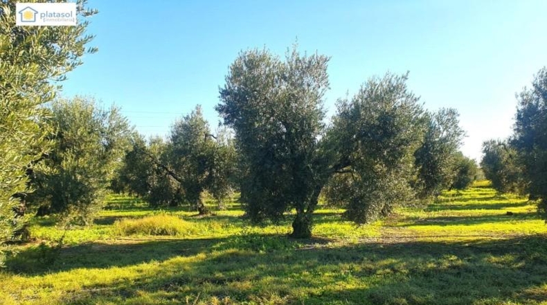 Huelva - Chucena - 26821m2