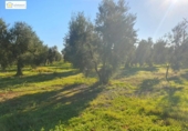Detached villa with land for sale on España, Chucena, ref: TR154202 photo