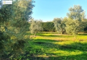 Detached villa with land for sale on España, Chucena, ref: TR154202 photo