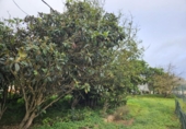 Sòl urbà en venda a la España, San Cristóbal de La Laguna, ref.: TR226039 foto