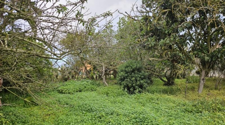 Santa Creu de Tenerife - San Cristóbal de La Laguna - 2535m2