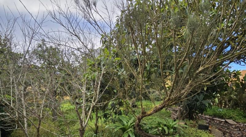 Santa Creu de Tenerife - San Cristóbal de La Laguna - 2535m2