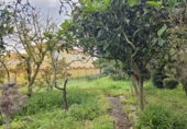 Sòl urbà en venda a la España, San Cristóbal de La Laguna, ref.: TR226039 foto