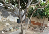 Casa de camp amb terreny en venda a la España, Elx, ref.: TR167605 foto