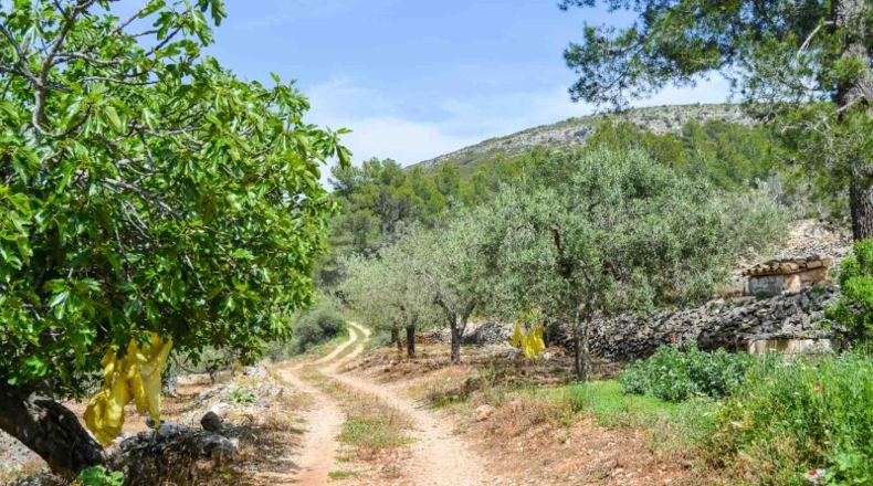 Alicante - Халон - 499685m2