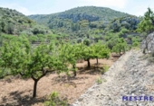 Casa de camp amb terreny en venda a la España, Xaló, ref.: TR303839 foto