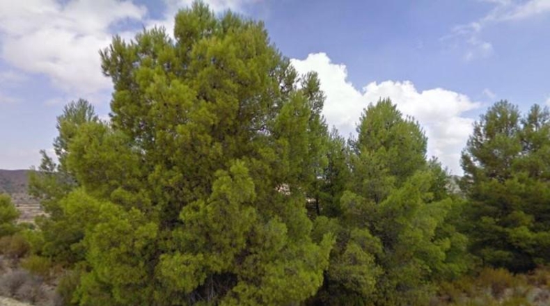 Múrcia - Lorca - 530000m2