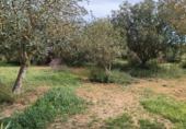 Casa de camp amb terreny en venda a la España, Manacor, ref.: TR159352 foto