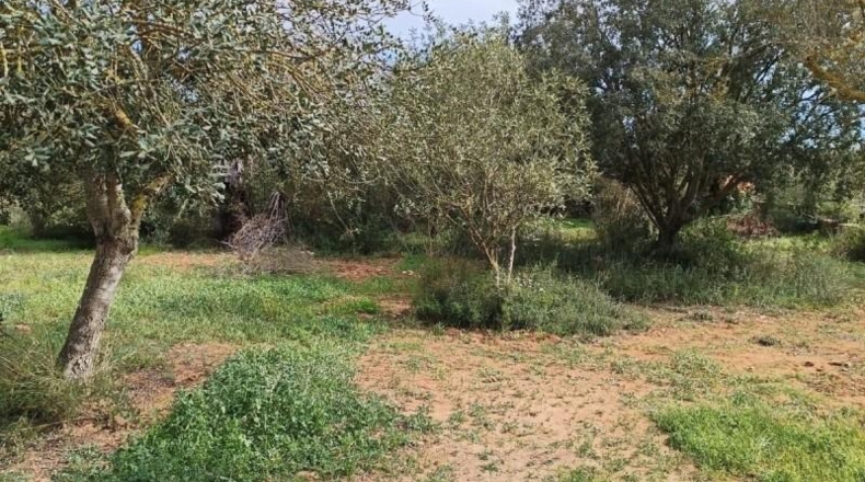 Islas Baleares - Manacor - 7281m2