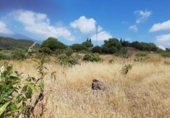 Xalet independent amb terreny en venda a la España, Estepona, ref.: TR239184 foto