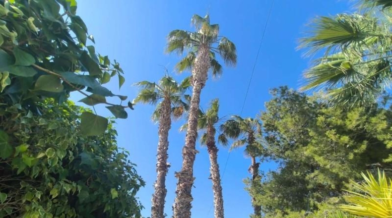 Alicante - Torrevieja - 1100m2