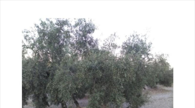 Córdoba - Lucena - 165000m2