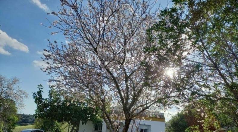 Cádiz - Vejer de la Frontera - 52000m2