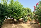 Chalet independiente con terreno en venta en la España, L'Alfàs del Pi, ref: TR149334 foto