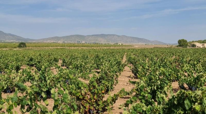 Alicante - Dolores - 138210m2