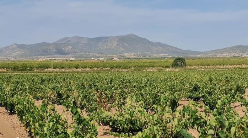 Alicante - Dolores - 138210m2
