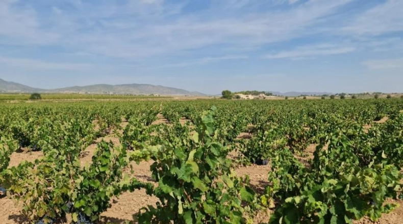 Alicante - Dolores - 138210m2