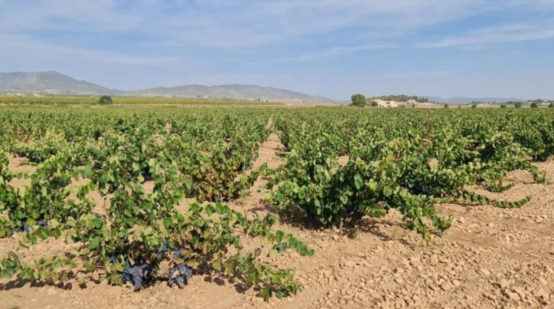 Alicante - Dolores - 138210m2
