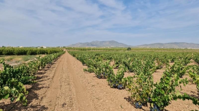 Alicante - Dolores - 138210m2