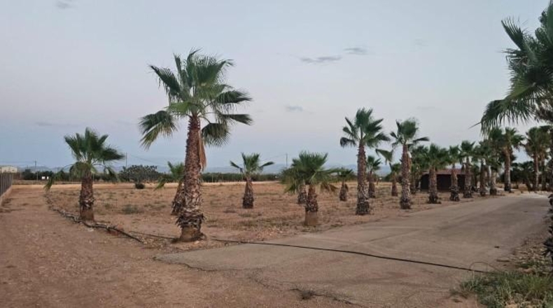 Murcia - Fuente Álamo de Murcia - 20000m2