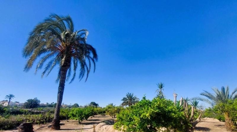 Alicante - San Fulgencio - 3086m2